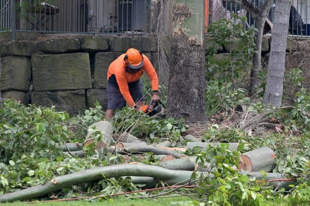 Experts Tree Service