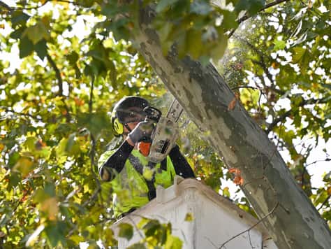 Tree Pruning